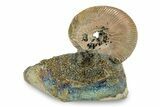 Iridescent, Pyritized Ammonite (Quenstedticeras) Fossil Display #244938-1